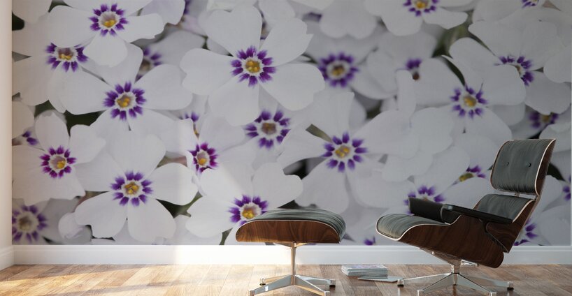 Little Darlings Wall Murals