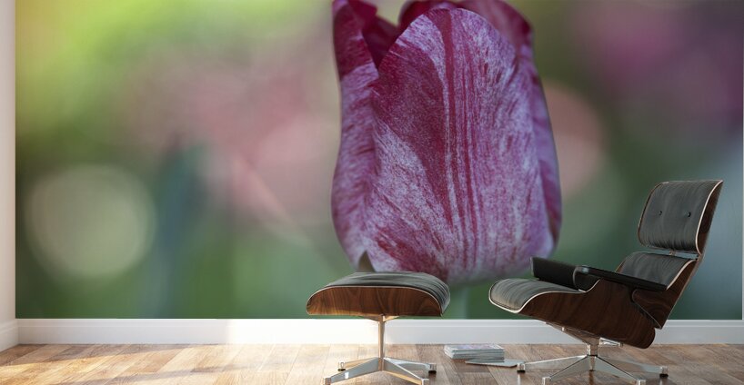 My Darling Wall Murals