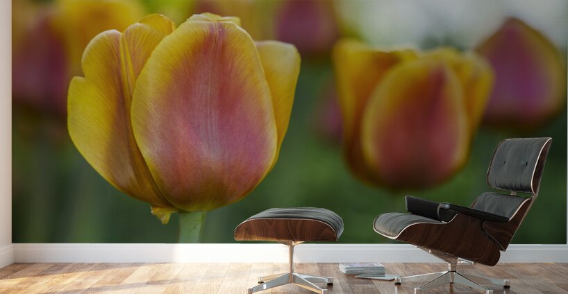 Siblings Wall Murals