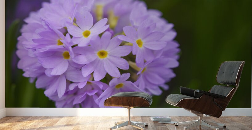 Drumstick Wall Murals