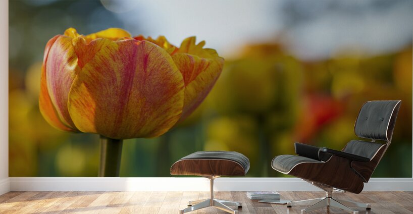 Falling for You Wall Murals