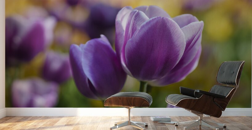 A Touch of Purple Wall Murals