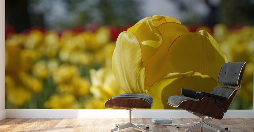 Amongst Others Wall Murals