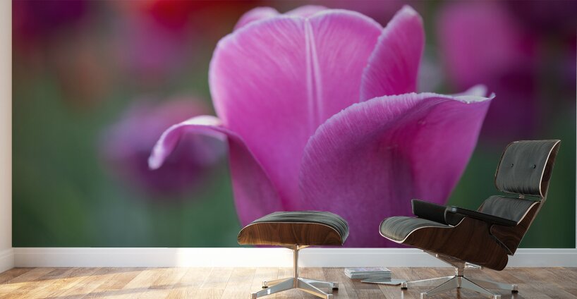 Pretty as a Tulip Wall Murals