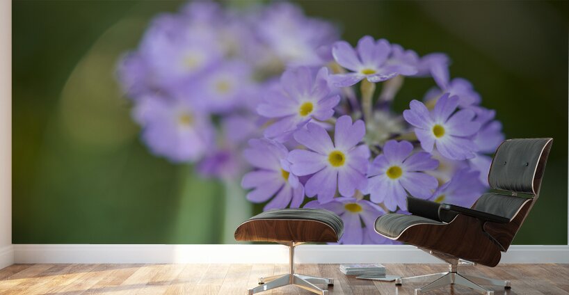 Drumsticks Wall Murals