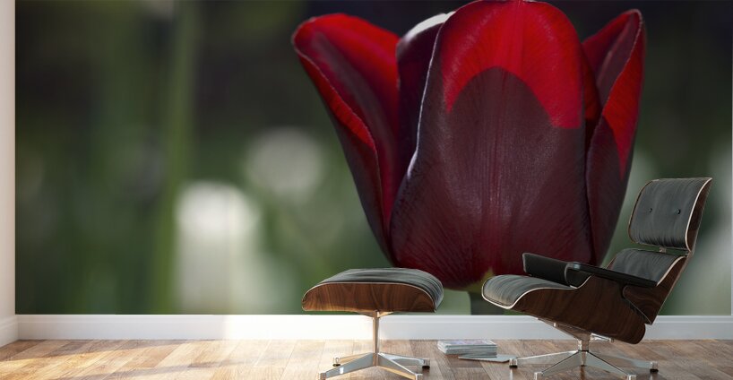 Exquisite Beauty Wall Murals