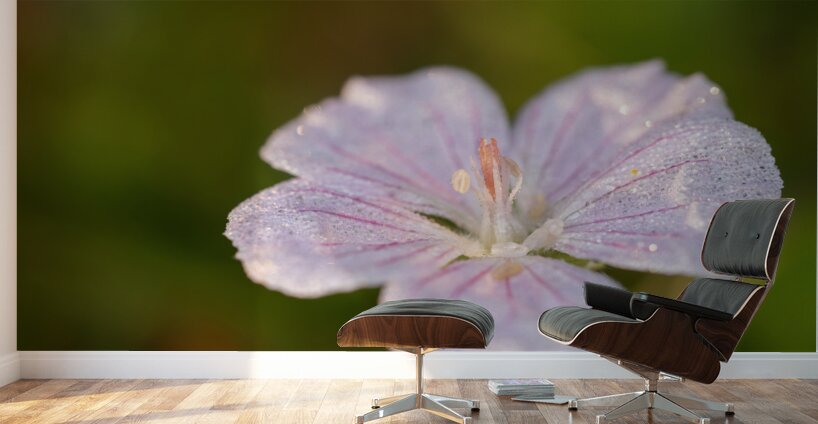 Pretty Pretty Wall Murals