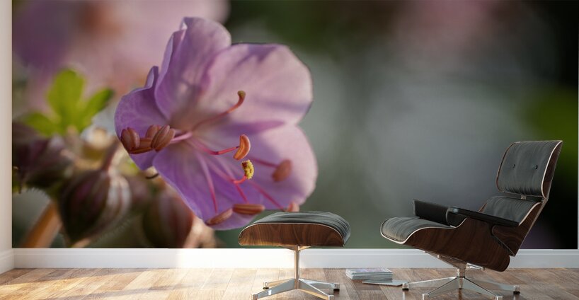 Catching Sun Rays Wall Murals