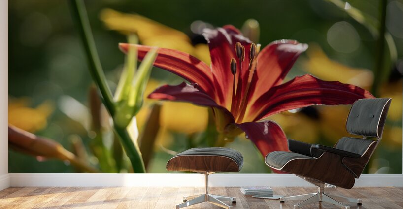 In the Field Wall Murals