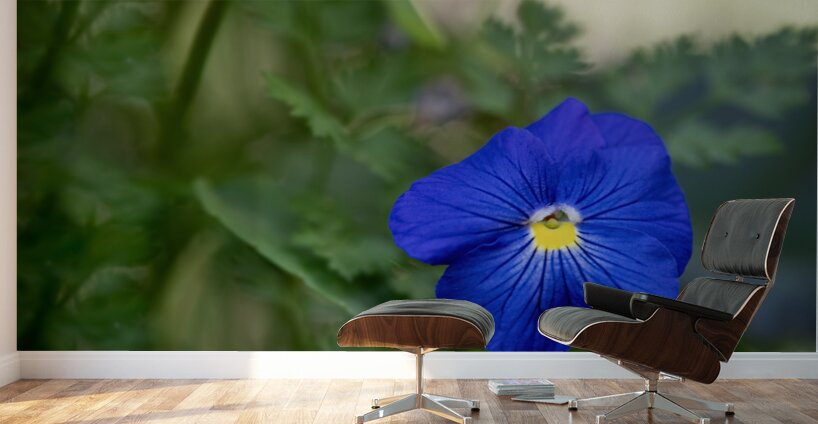 Velvety Blue Wall Murals