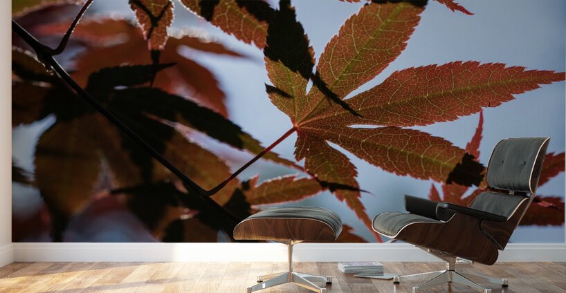 Striking Leaves Wall Murals