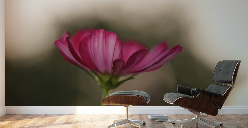 Dreamy State Wall Murals