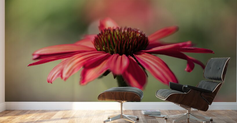 Simply Red Wall Murals