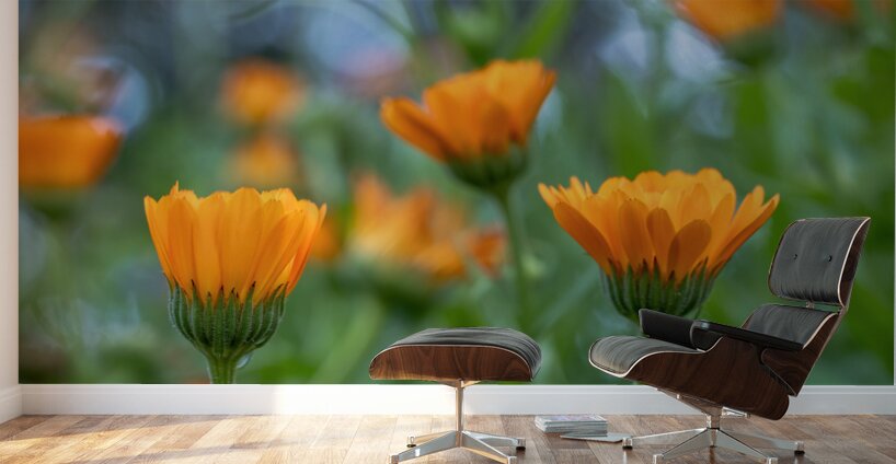 Pot Marigolds Wall Murals