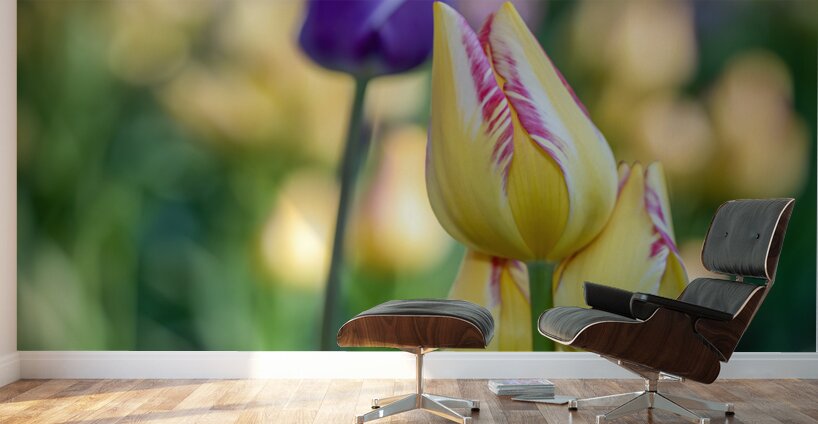 Sunlit Serendipity Wall Murals