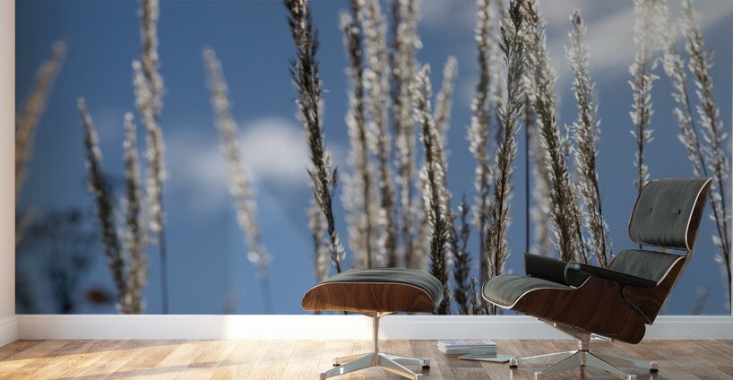 Silver Grass Wall Murals