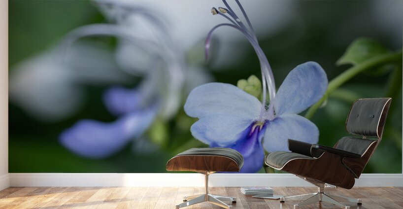 Beetle Killer Wall Murals