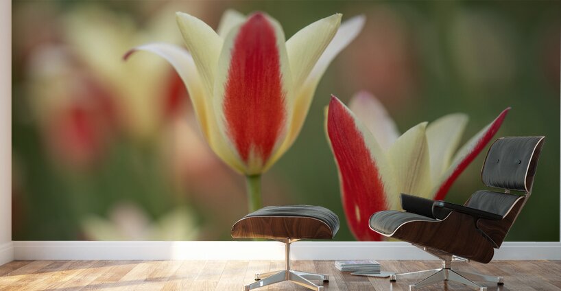 Tranquil Tulips Wall Murals