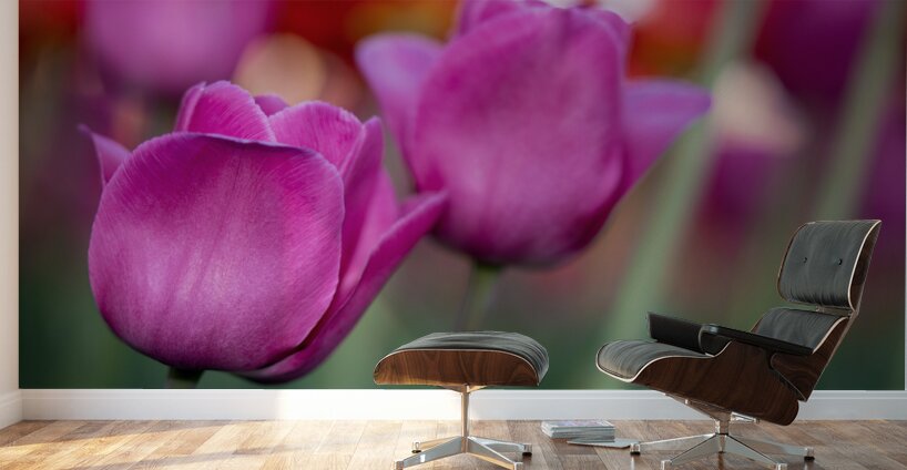 Bubblegum Bloom Bliss Wall Murals