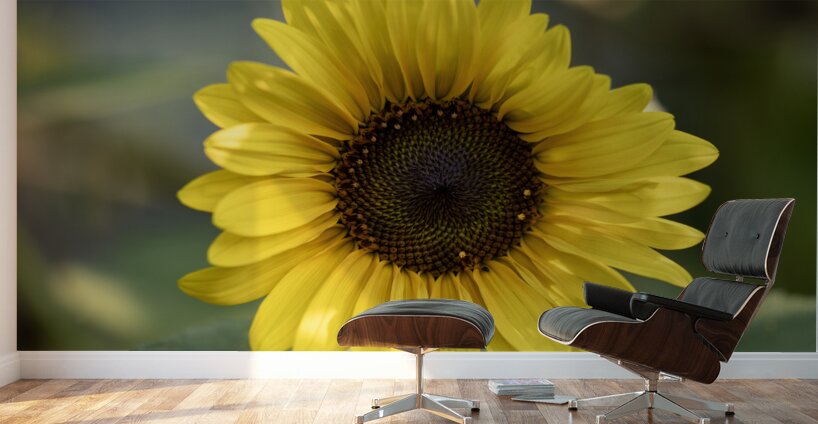 Common Sunflower Wall Murals