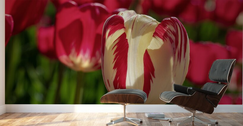 Petal Perfection Wall Murals