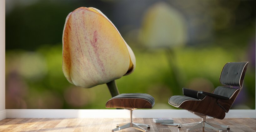 Yellow Tulip in the Field Wall Murals