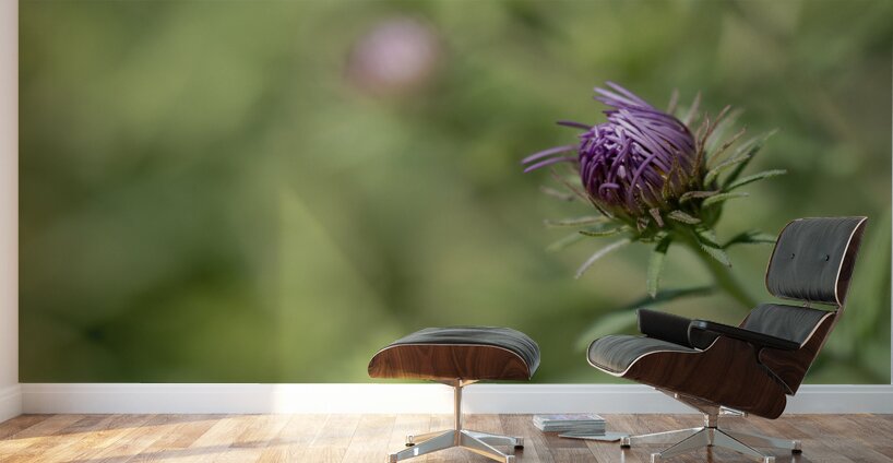 Aster Bud Wall Murals