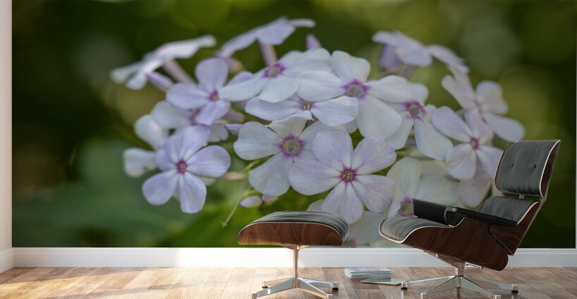 Enchanted Serenade Wall Murals