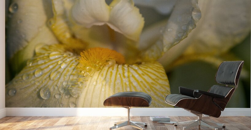 Dreamy Iris Wall Murals