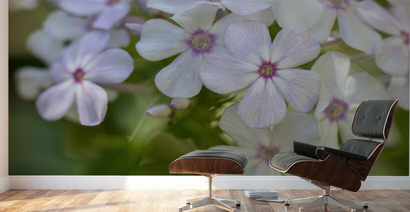 Mellow Melody Wall Murals