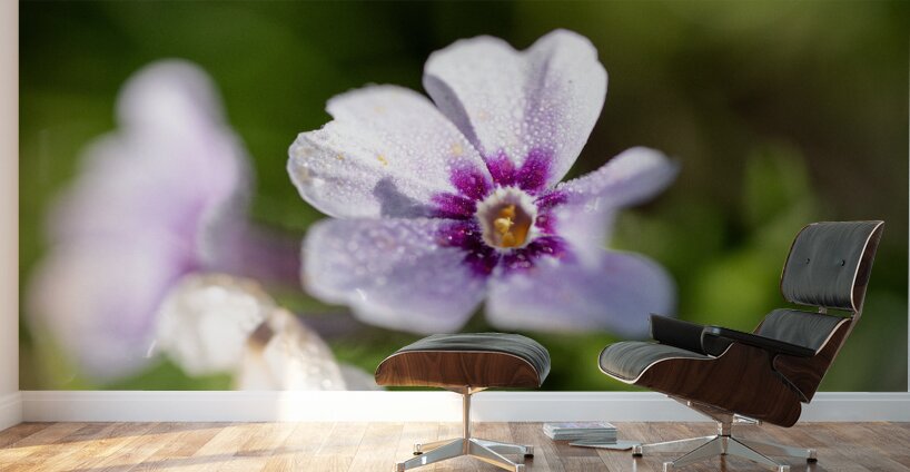 Scarlet Pimpernel Wall Murals