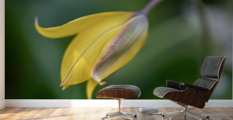 Yellow Bliss Wall Murals