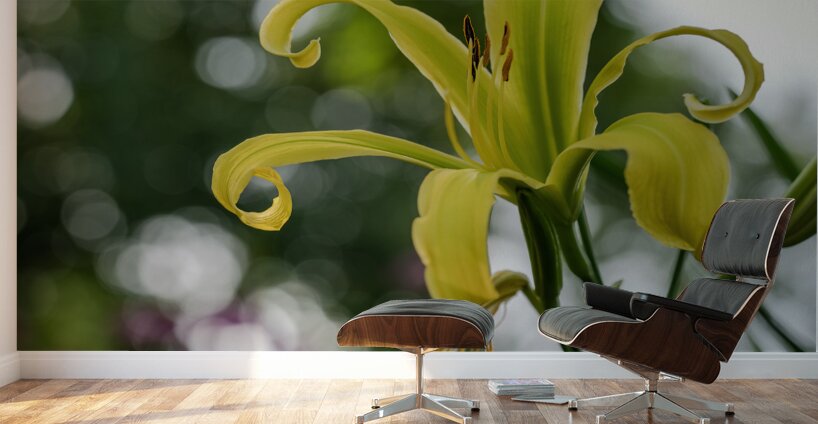 Call Me Lily Wall Murals