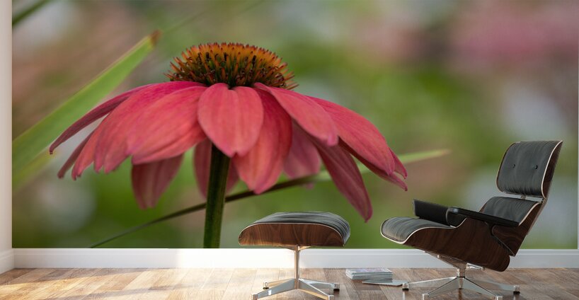 Cool One Wall Murals