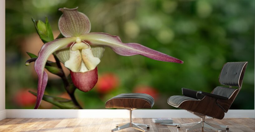 Call Me Willie Wall Murals