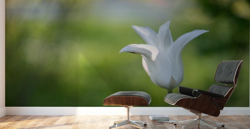 Dear Friend Wall Murals