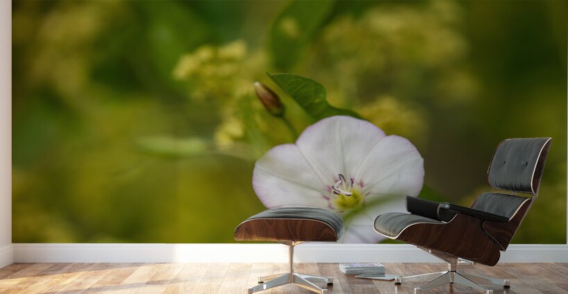 Little Glass 2 Wall Murals