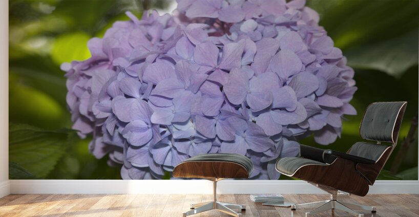 Lilac Hydrangea Wall Murals