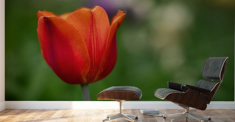 Lovely in Red Wall Murals