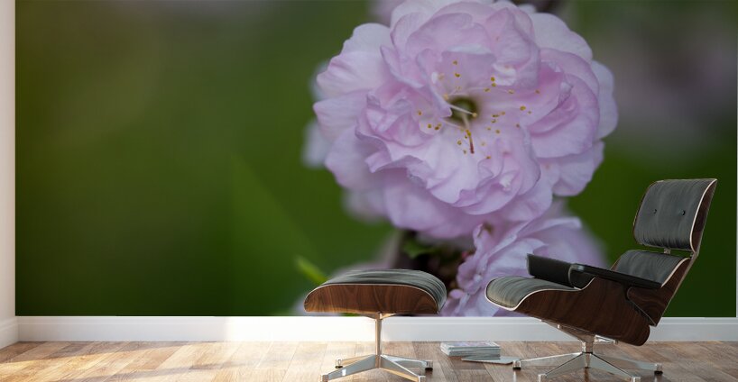 So Delicate Wall Murals