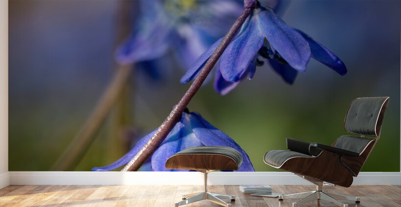 Sapphire Star Wall Murals