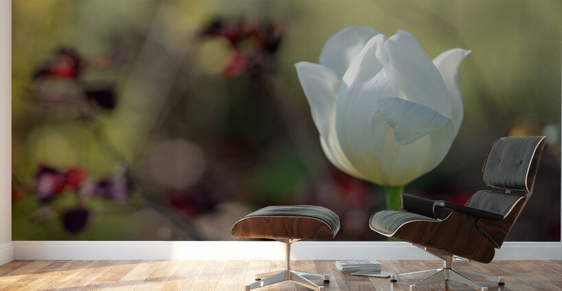 Snow White Wall Murals