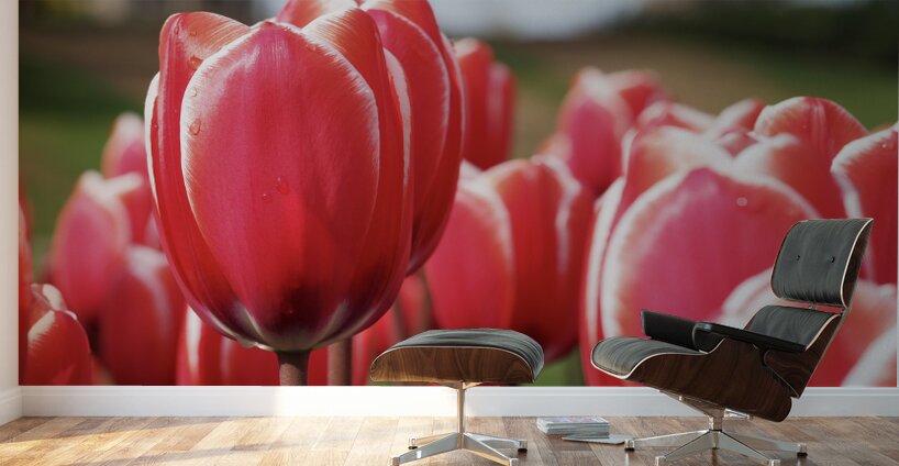 Look at Us Wall Murals