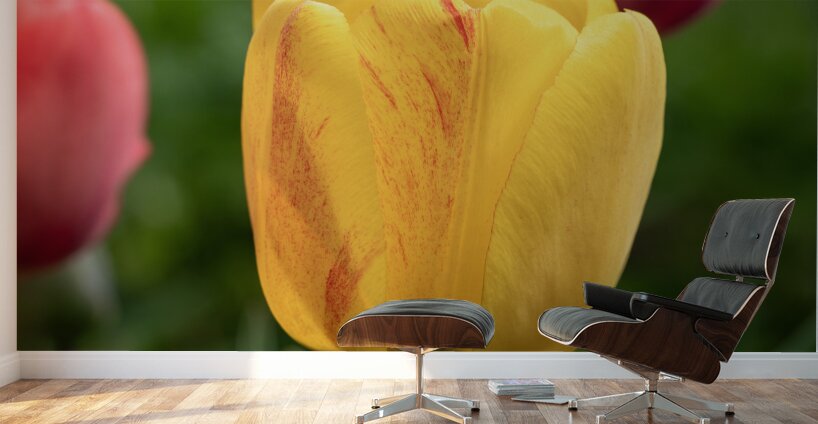 Surrounded by Beauty Wall Murals