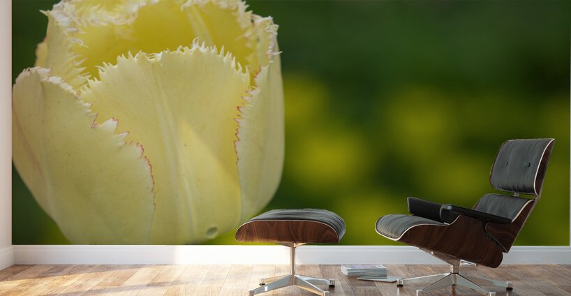 Elegant with Fringes Wall Murals