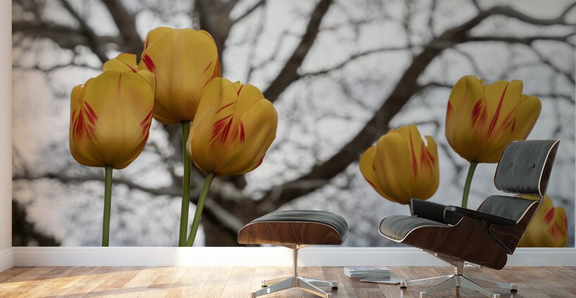 Beautiful Nature Wall Murals