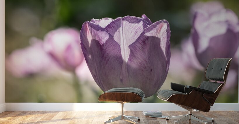 Quite a Beauty Wall Murals