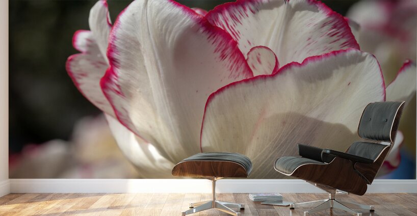 Classy One Wall Murals