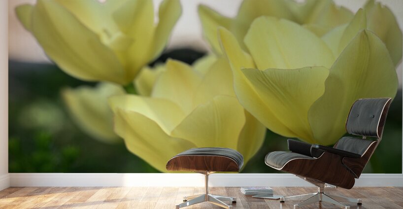 Dreamlike Wall Murals