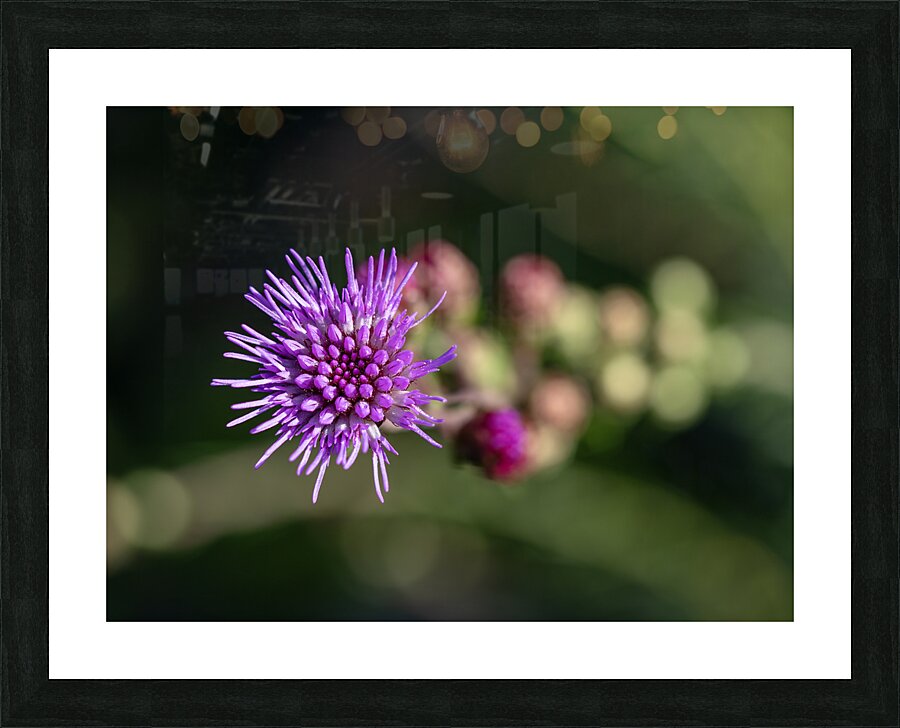 Blazing Star Picture Frame print